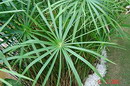umbrella palm
